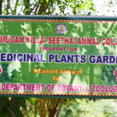 Medicinal Garden